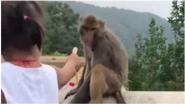 女生喂猴子吃瓜,女生与猴子的温馨喂食瞬间